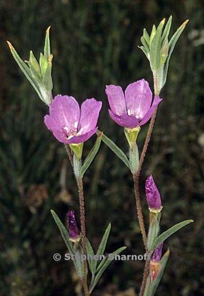 clarkia purpurea ssp quadrivulnera 7 graphic